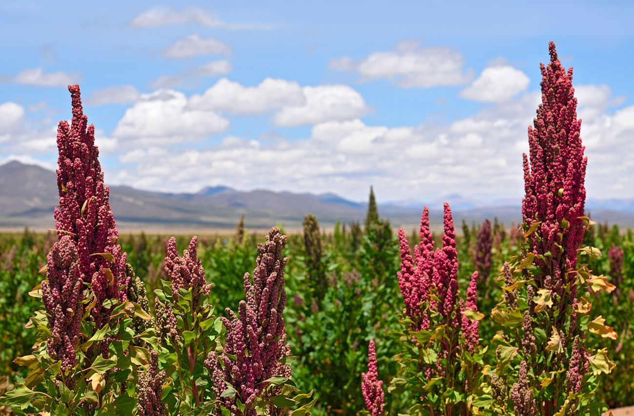 Quinoa in the field