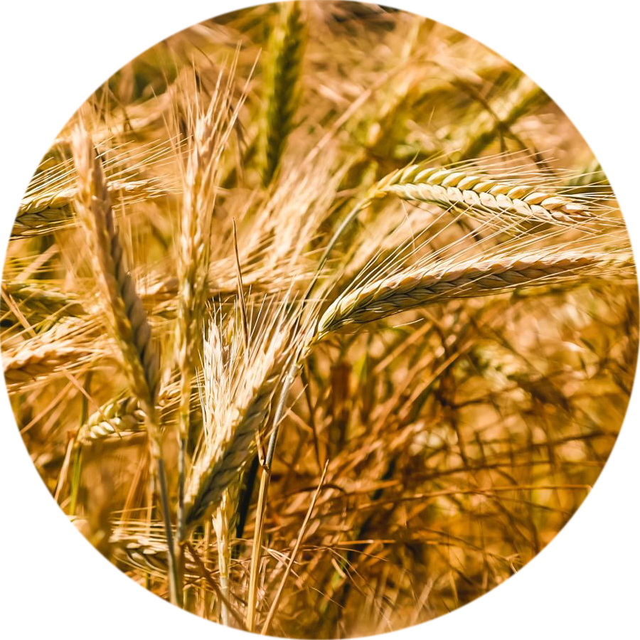 Organic Grains for the Food Industry