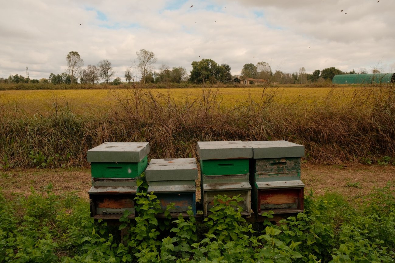 Beehives next to the field