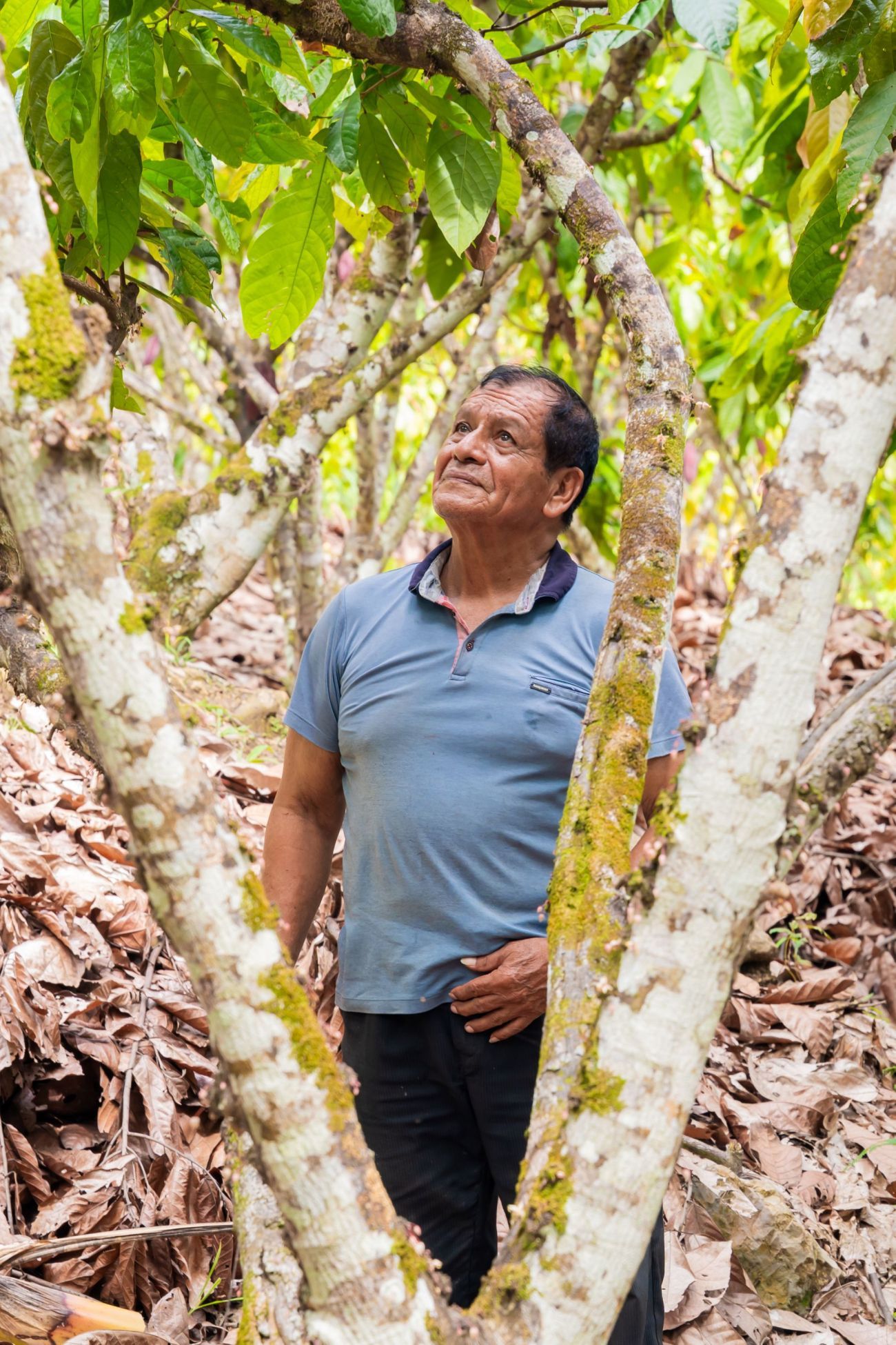 Cacao farmer Lincor in his field