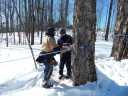 Tapping Canadian maple syrup