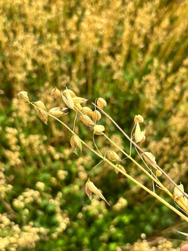 Oats from Finland