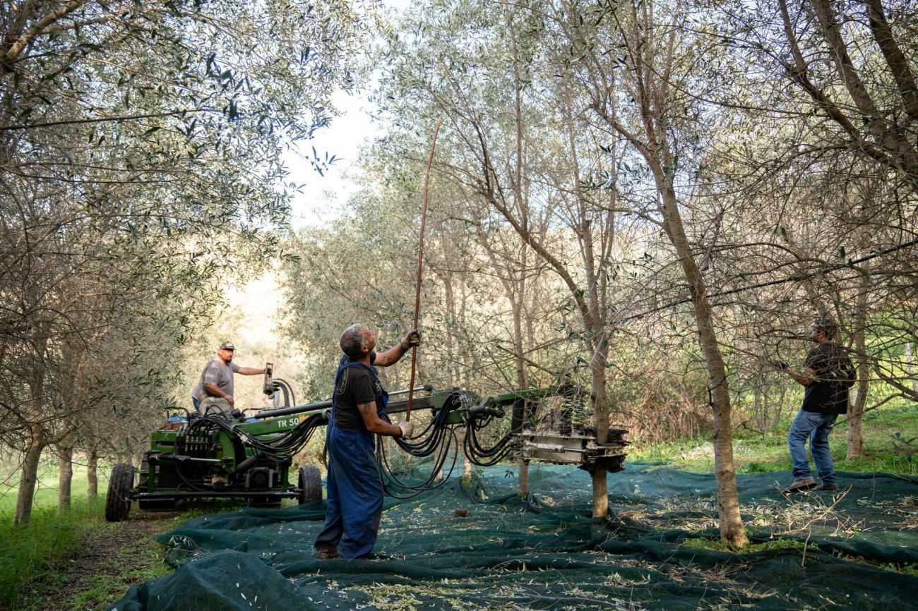 Farmer working in olive garden