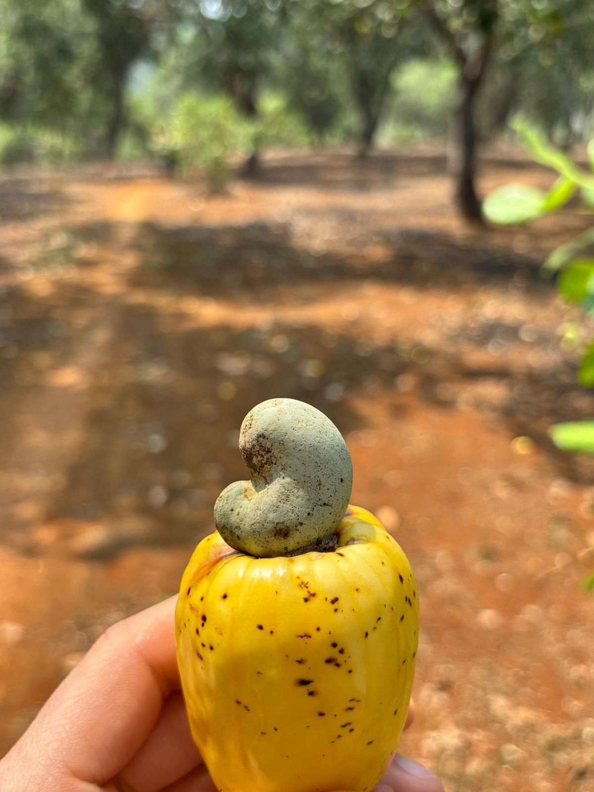 Yellow cashew apple