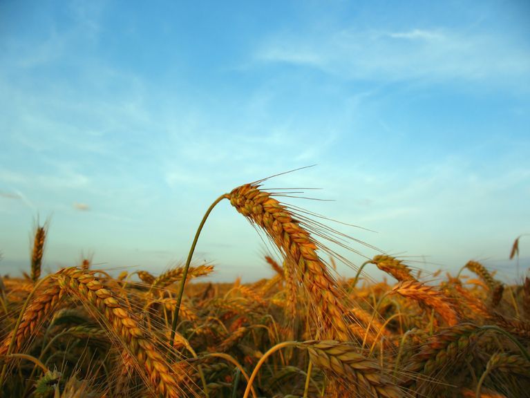 Oat fields