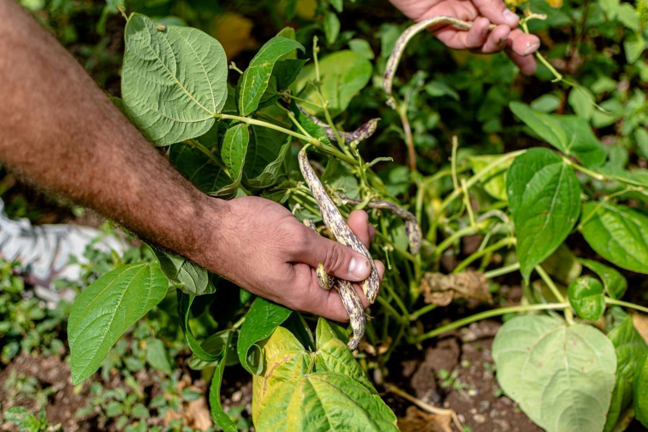 Organic beans in the soil 