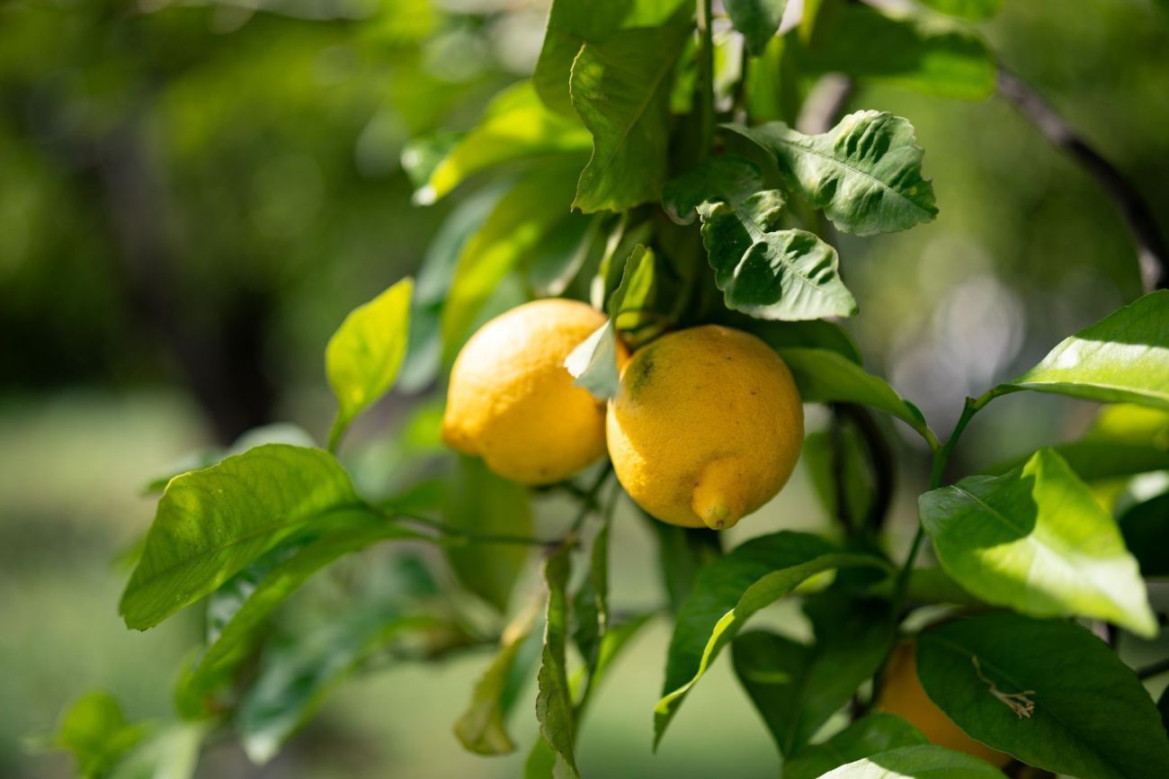 Organic citrus tree