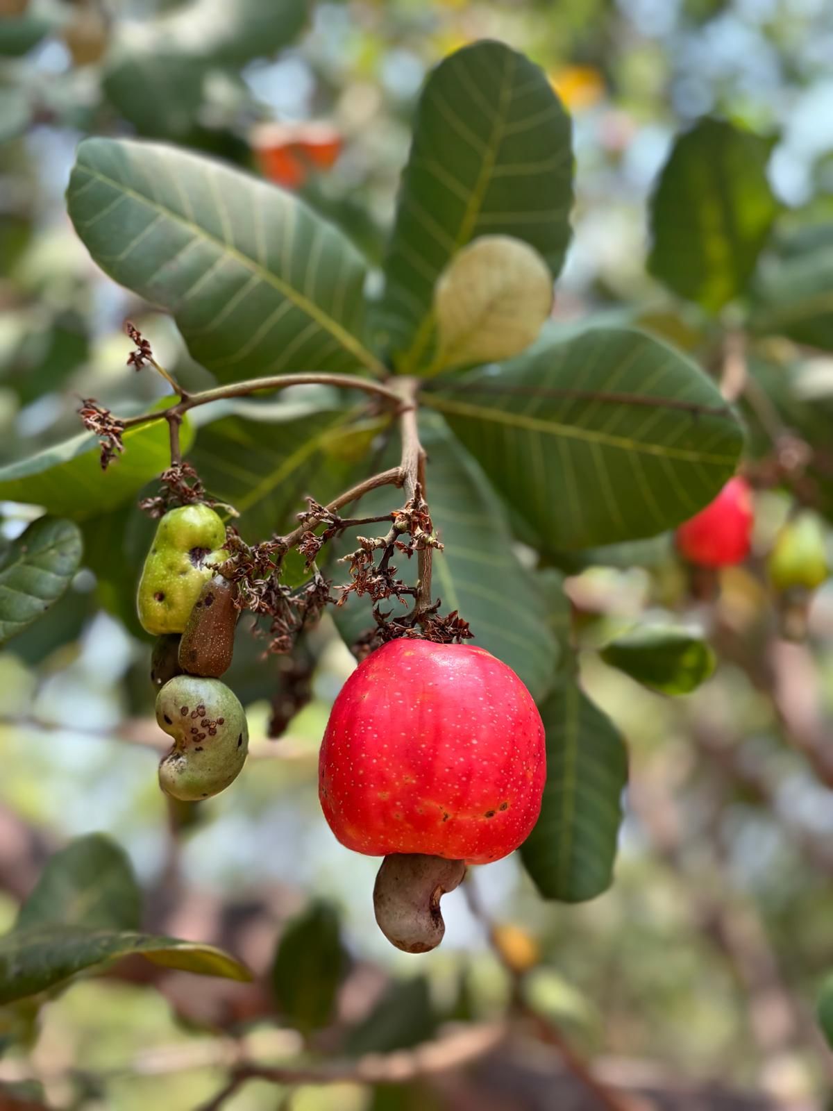 Cashew apple in tree