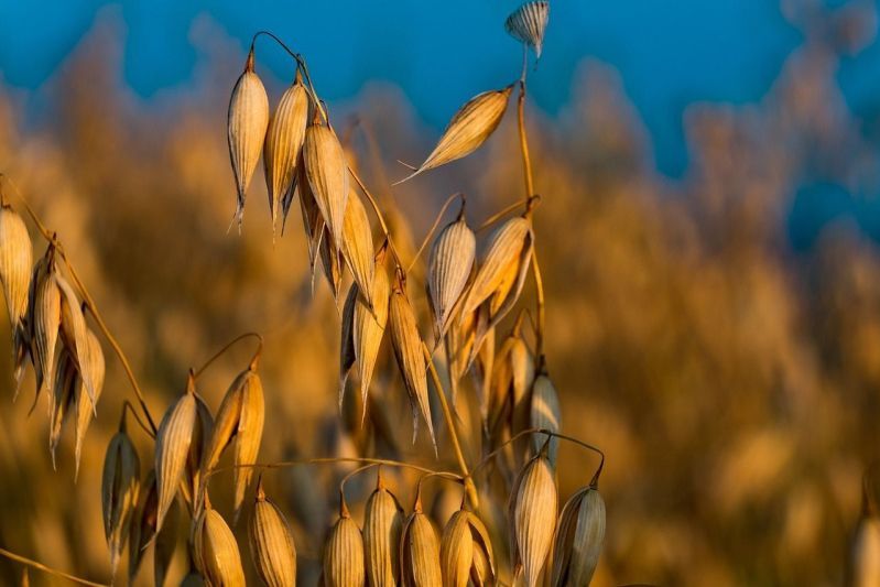 Organic grains in the field in Finland