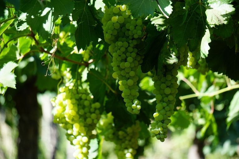 Organic grapes from Argentina