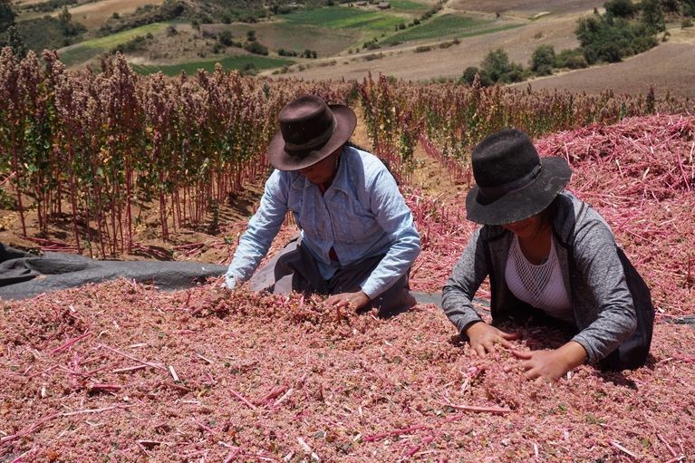 Quinoa farmers in Peru