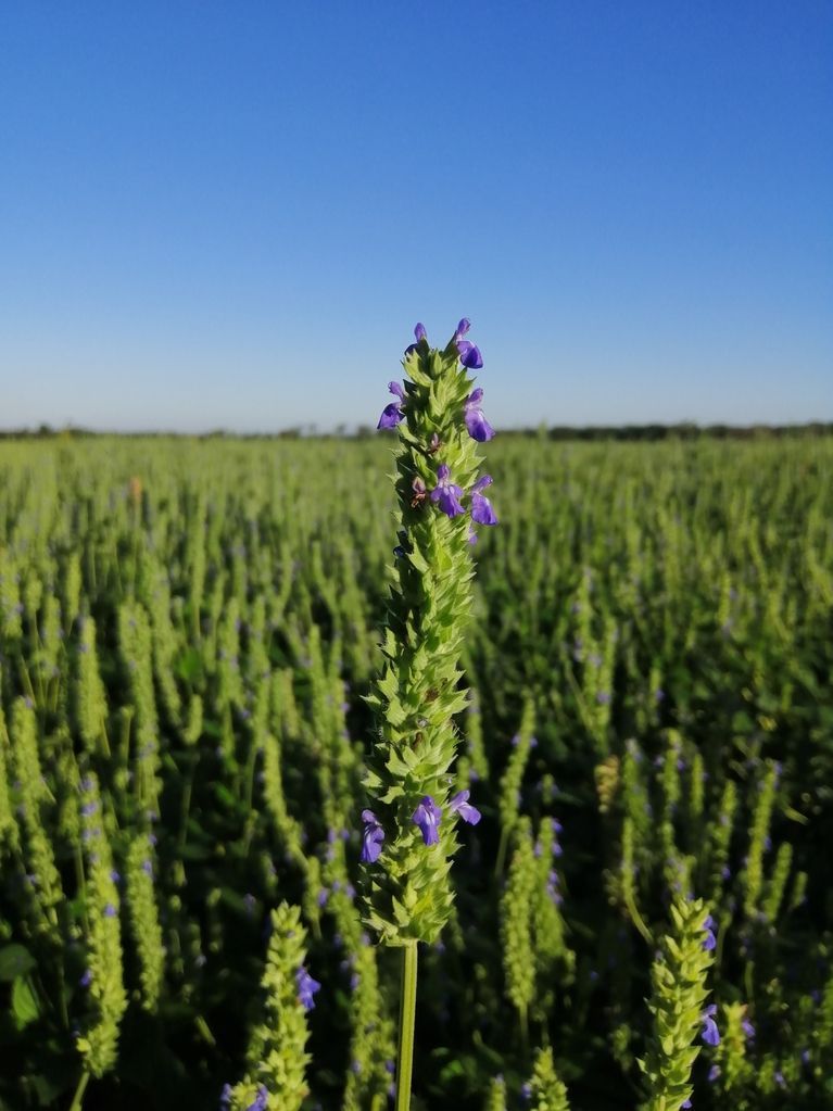 Organic chia fields