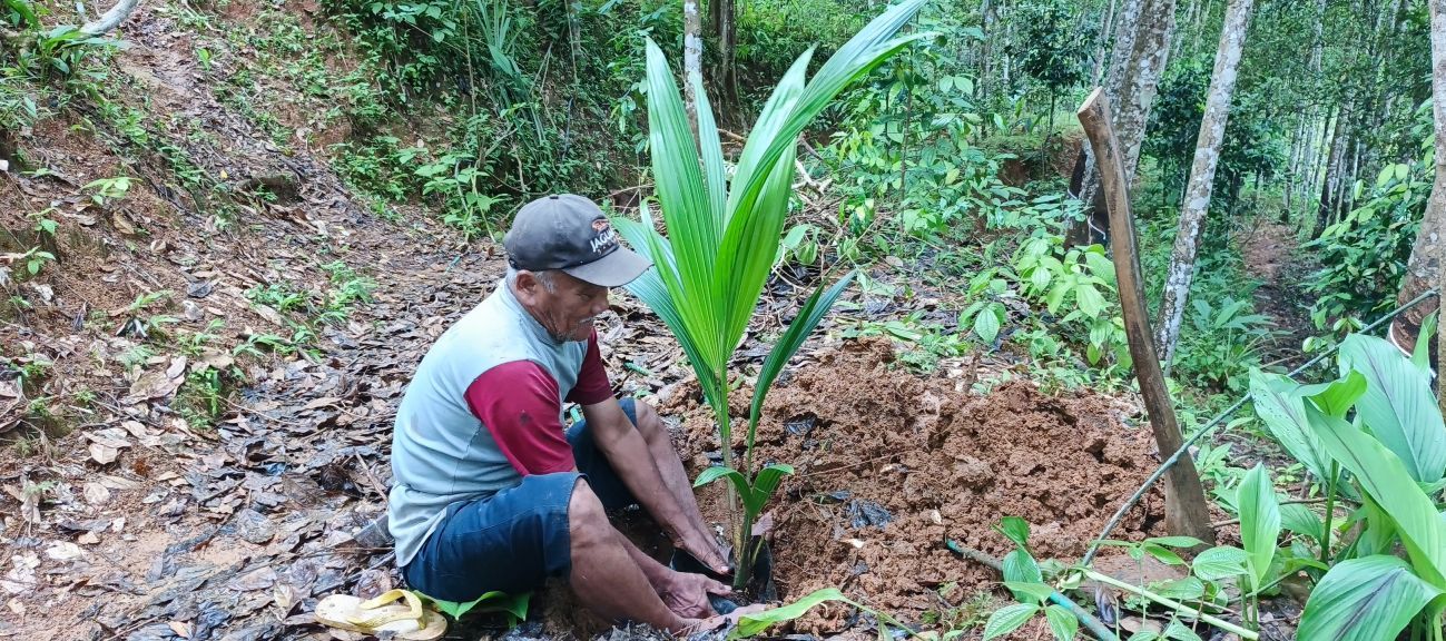 Planting dwarf coconut tree