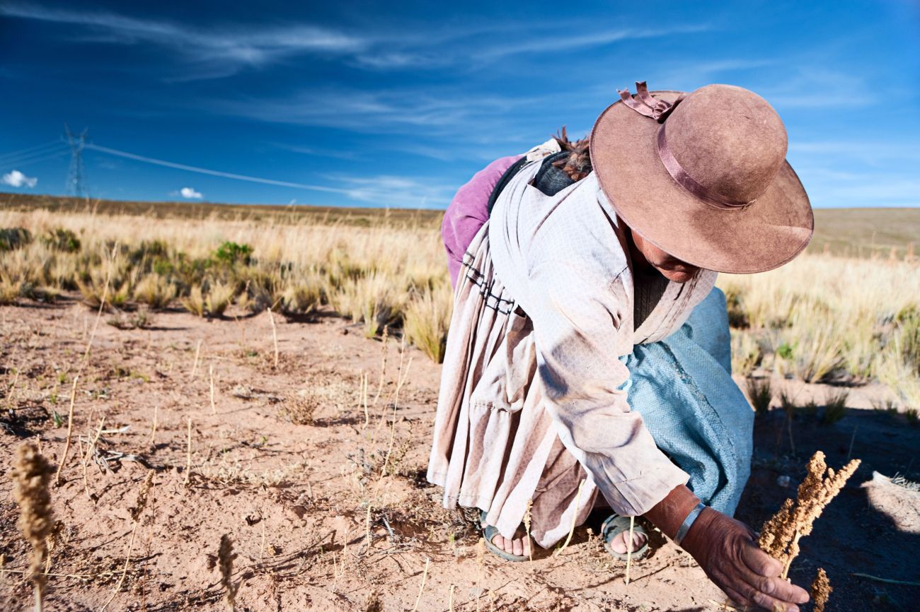 Quinoa farmer in the field