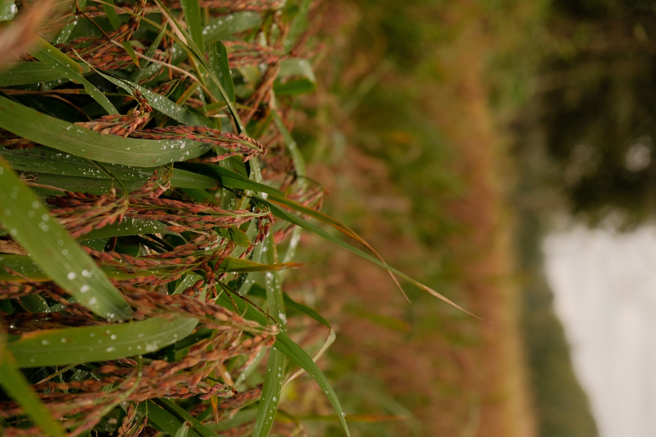 Rice on the fields