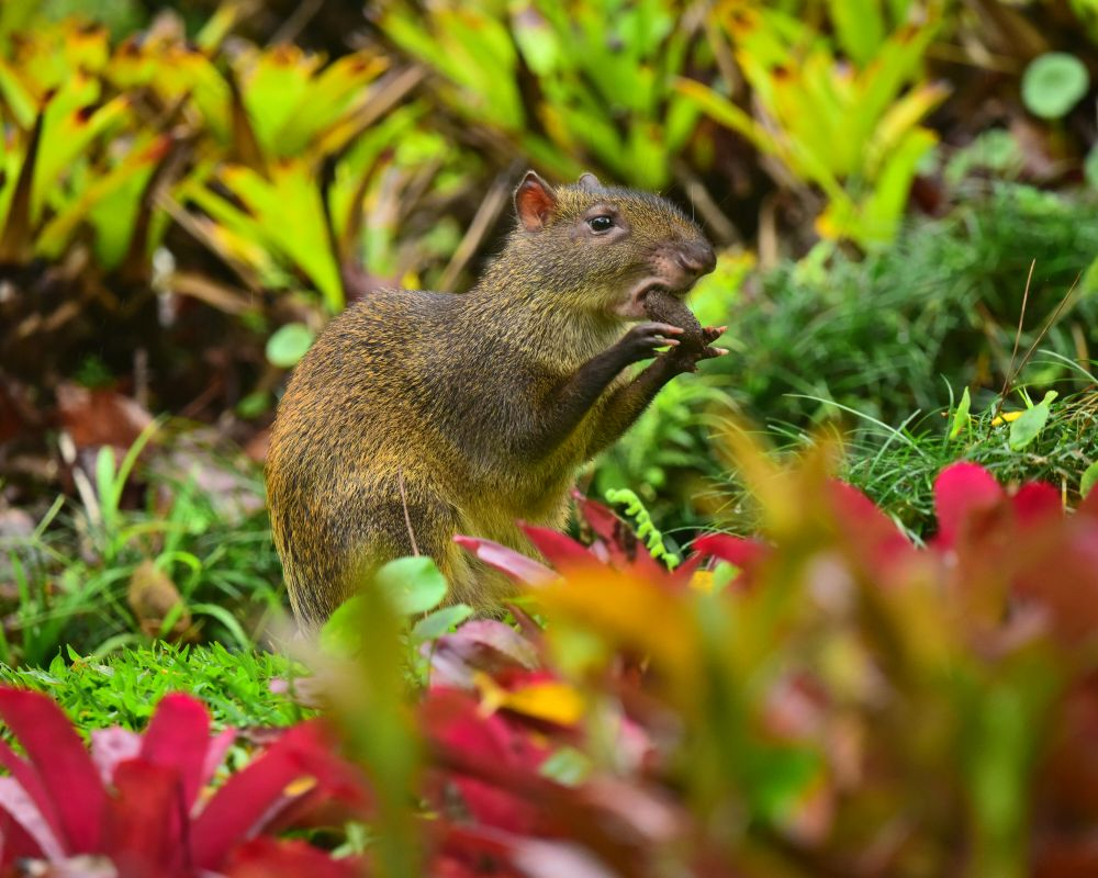 Agouti eating a brazil nut