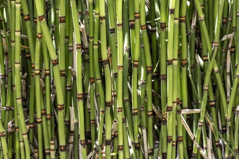 Organic cane sugar