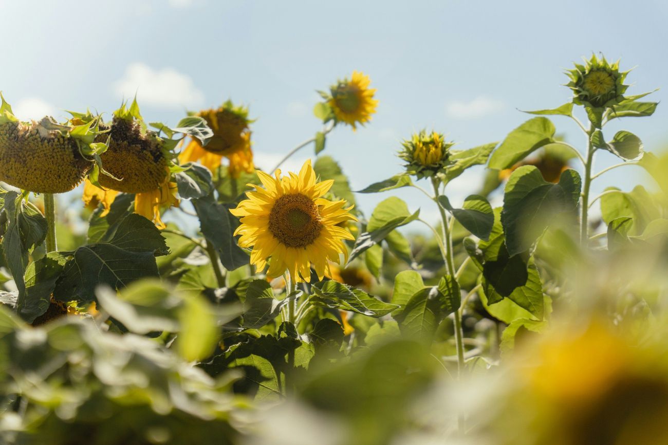 Organic sunflowers in the field in full bloom