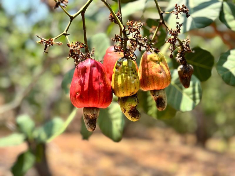 Three cashew apples in tree