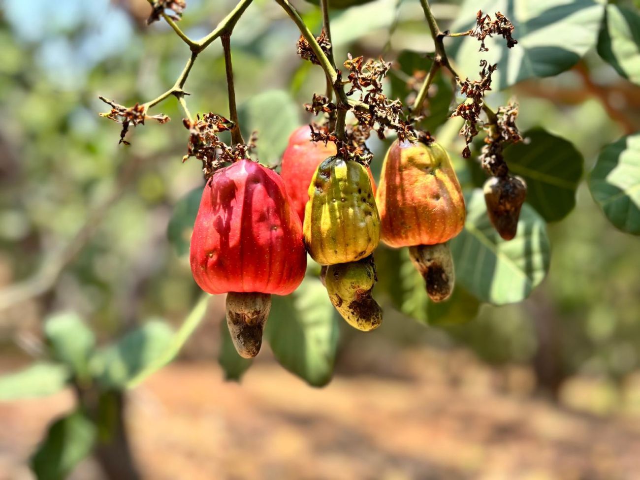 Three cashews in tree
