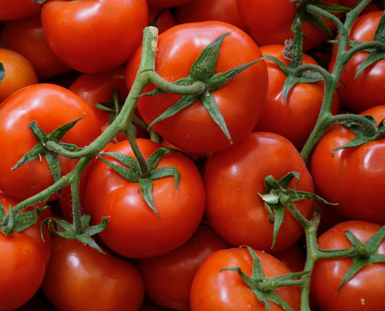 Organic Tomato Products for Culinary Professionals