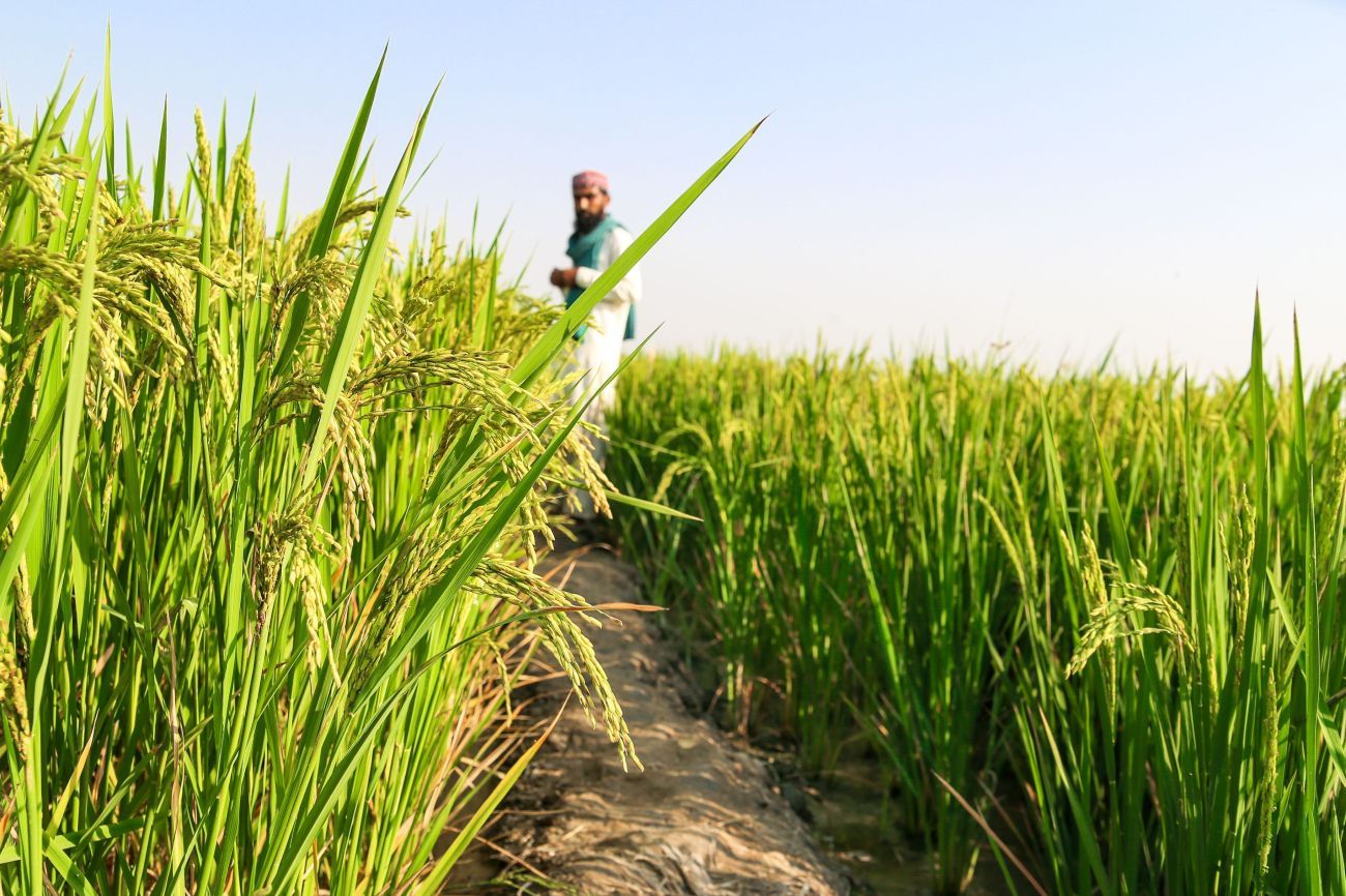 Brown rice fields