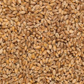 Wheat org. 25 kg