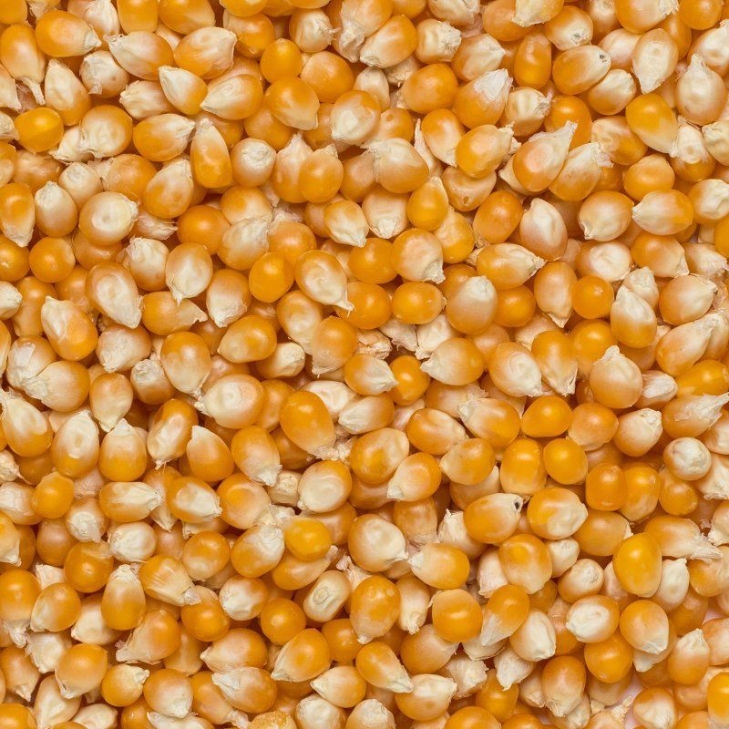 Popcorn org. 5kg