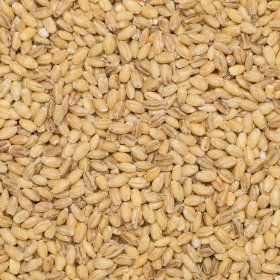 Barley hulled org. 25 kg