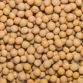 Soya beans org. 25kg FT IBD