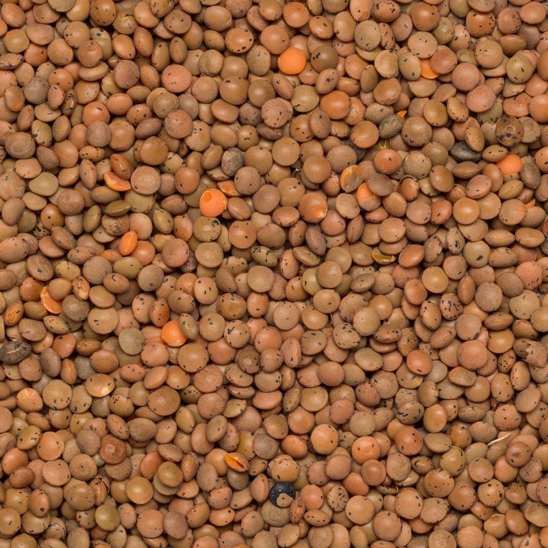 Lentils brown org. 25 kg