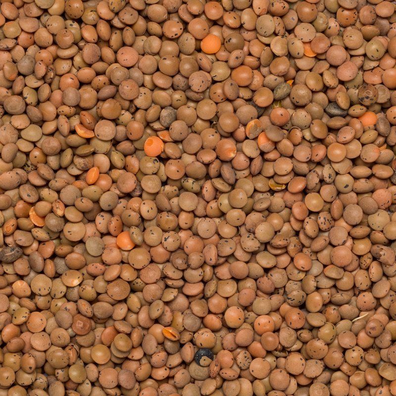 Lentils brown org. 5 kg