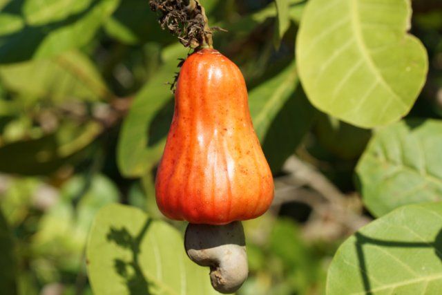 Cashew nuts from Tanzania