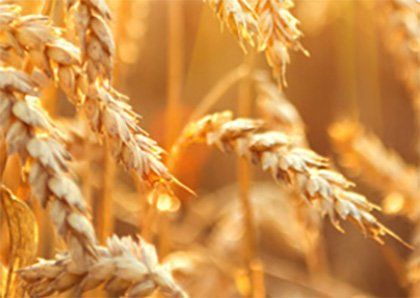 ACCOUNT MANAGER FOOD INGREDIENTS FRANCE