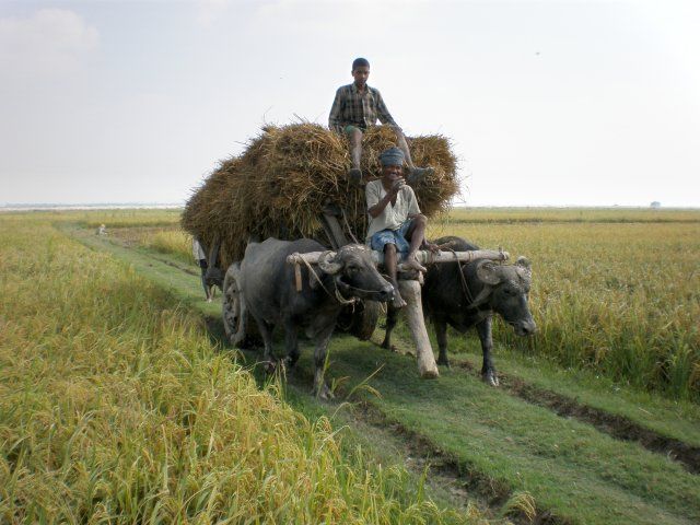 Basmati rice from India