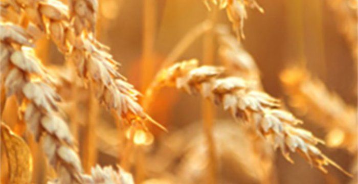 Natural Organic Grains