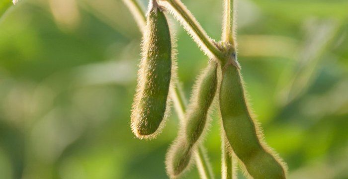 Natural Organic Wholesale Soya Beans