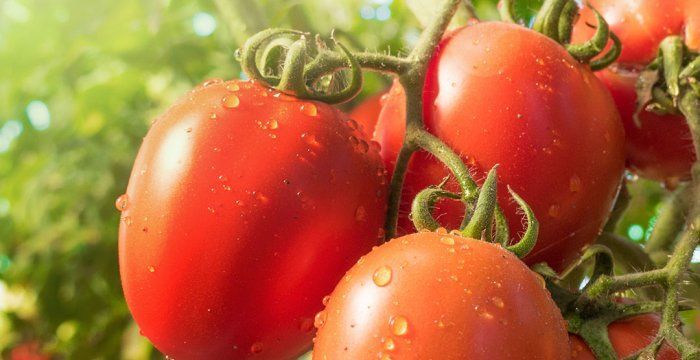 Natural Organic Wholesale Tomatoes